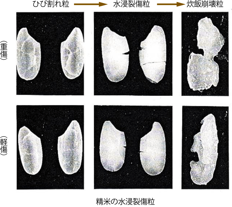 精米加工における水浸割れ粒の発生と食味への影響