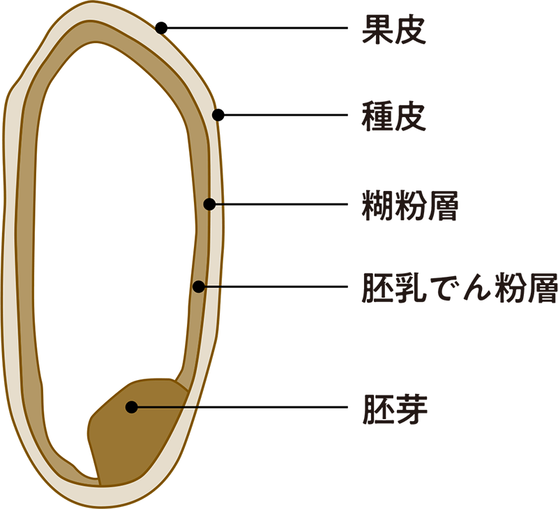 玄米断面