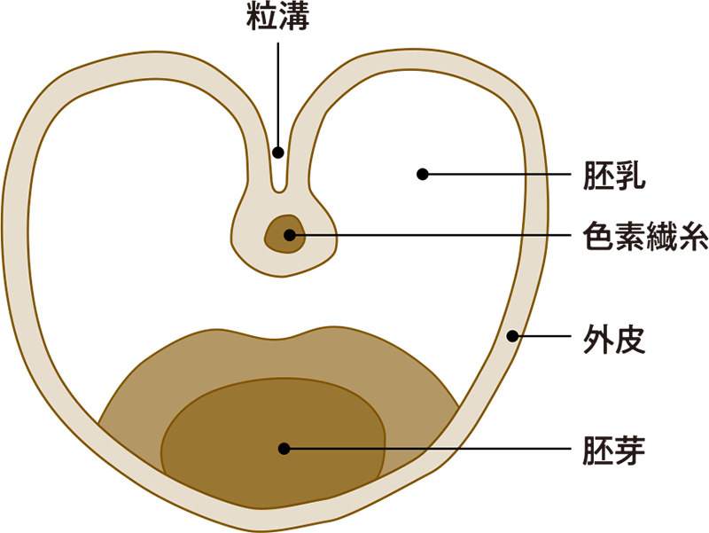 玄小麦の断面