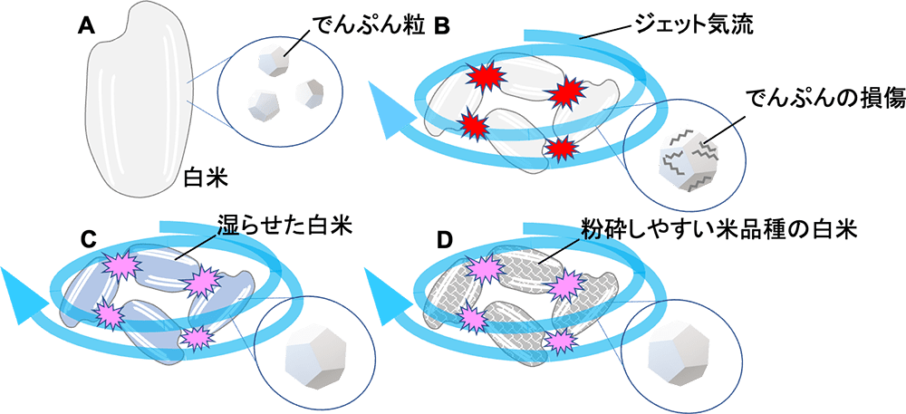 白米を構成するでんぷん粒と気流粉砕における損傷