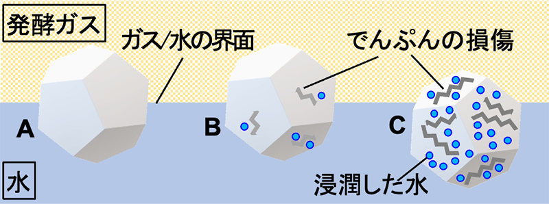 発酵ガス/水界面でのでんぷん粒の挙動